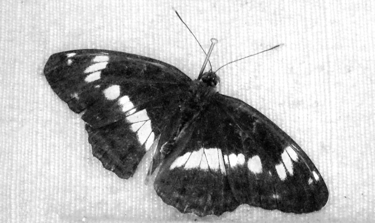 from a collection of butterflies (moths?) rescued from spider&rsquo;s webs