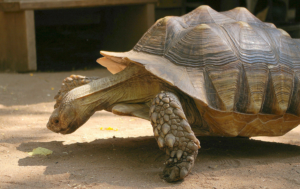 fuckyeahmothernature:  theanimalblog:  Tortoise, going for the gold at the Wilderness