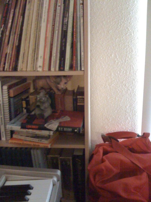 coreymast:  Found an old picture of Cosima.  flsadjfldsjf creeper cattt <3