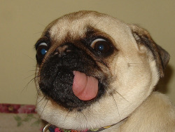 brainnsss-nom:  appledress:  donnerdont:  fuckyeahdogs:  (via ryansdeathblog)  HEEEEEEEEEEEEERP.  THE DERPITUDEEEE OF THIS PUG IS AWESOME.  THIS PUG DESERVES A SPOT ON TEAM HERPADERP.  FUCK THAT, HE&rsquo;S THE OFFICIAL MASCOT OF TEAM HERPADERP.