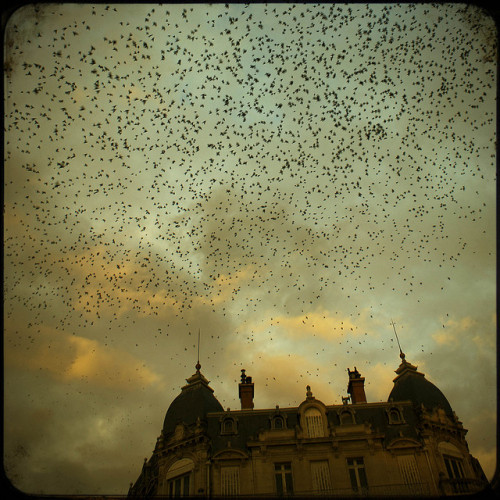 The birds (by Paul Grand)