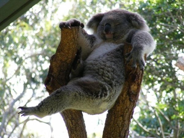 Zas! Baidefeis presenta… El Buda Koala de la Flogera…