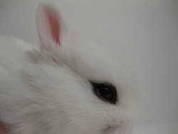 I really want a dwarf Hotot bunny.