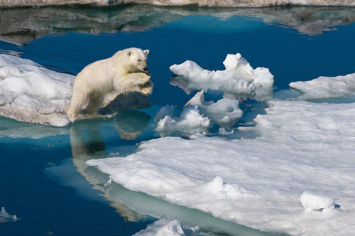 sunsurfer: A young polar bear leaps between ice ﬂoes in the Barents Sea, Norway photo by Paul Nickle