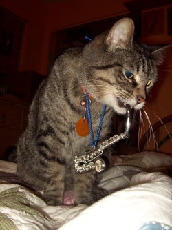 fuckyeahkitties:  This is Buster. He was absolutely my world. I lost him November 3, 2009 to Feline Leukemia. 