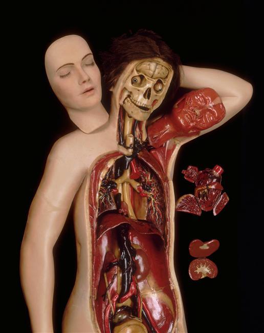 immaginisparse:
“ blackcomet:
“ Morbid Anatomy: Anatomical Venus from the Spitzner Collection, Demountable in 40 Parts, 19th Century, Wax; Montpelier, Museum of the Faculty of Science
” ”