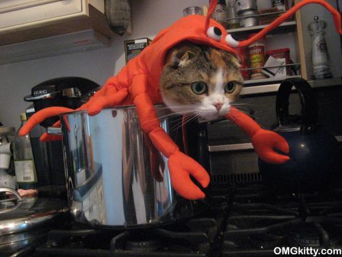 monorainbows:  naha:  noshirocket:  puddlesthecat:  sinisterlava:fuckmemarkronson:-ailurophilia:4chanhacker:(via