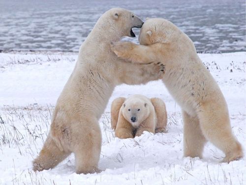 theanimalblog: Polar Bears Playing Photo, Animals Wallpaper – National Geographic Photo of the