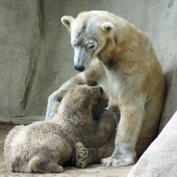fuckyeahmothernature:  Feeding time for Walker the little polar bear - On Explore (by Cajaflez) 