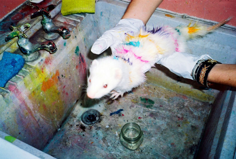 toughnight:  Luke Gilford  This is a ferret. Ferrets aren&rsquo;t rats. They