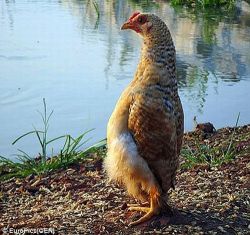 Zas! Baidefeis Presenta…Levántate Y Anda, Pollo.