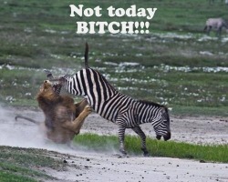 fuckouttahere:  LMFAOOO!!!!!!!!  Mufasa got fuckt up!