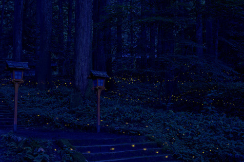 Fireflies and a Pair of Dedicatory Lanterns (by Shin Mimura)