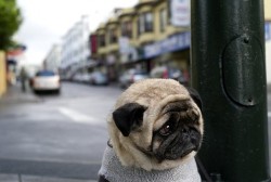 That pug is too flabby to have a sweater