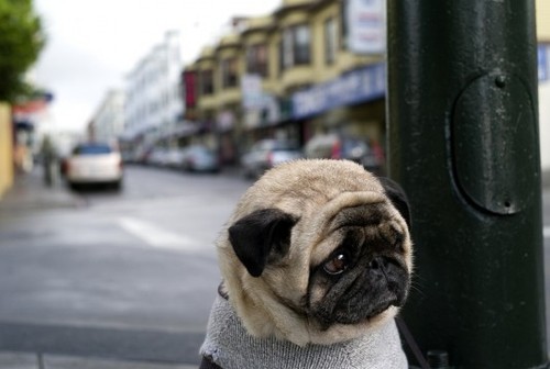 Sex That pug is too flabby to have a sweater pictures