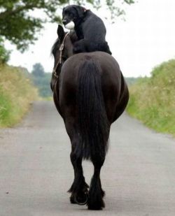 Zas! Baidefeis Presenta…El Caballero Negro Ha Llegado