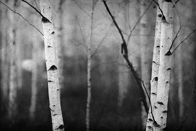 black-and-white:  Trees (by Miles) 