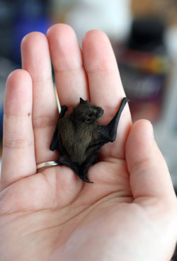 beautifuldanger:  devouredkitten: i want a baby bat! 