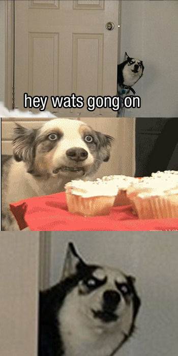 what-is-this-i-dont-even:  apandaspropaganda: …Muthafuckin Cupcakes son…   omg