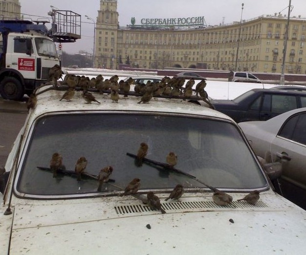 Zas! Baidefeis presenta…Gorriones rusos que te roban el coche.