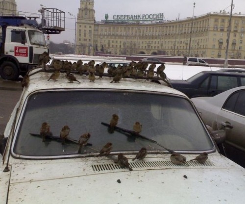 Zas! Baidefeis presenta…Gorriones rusos que te roban el coche.