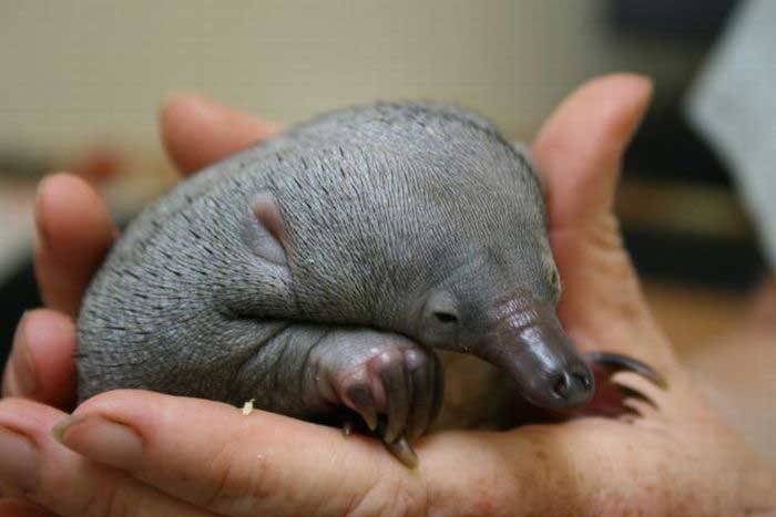 thedailywhat:  Cute Animal Being Cute of the Day: A baby Echidna being held up by