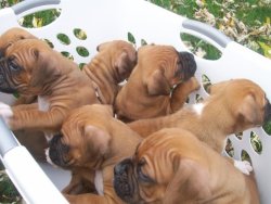 fuckyeahboxers:  Wrinkled Puppies!! We bred