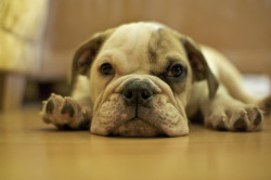 fuckyeahbulldog:  English Bulldog (by chrizzle