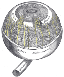 A reproduction of the eye from Gray&rsquo;s Anatomy. It looks like a forest of trees.