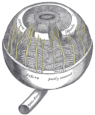 A reproduction of the eye from Gray’s Anatomy. It looks like a forest of trees.