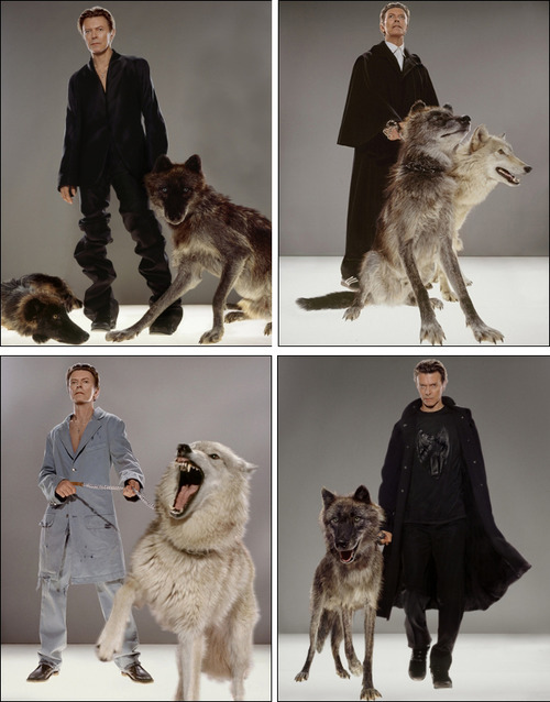ontheganges:  mainvarivari:  pearlchocolate:  karaoke-dictatorship:  discordia:  punkagogo:  Only David Bowie can tame wild wolves. iamchubbybunny:  DAVID BOWIE AND SOME MOTHER FUCKING WOLVES.   Fuck wolf t-shirts, this man knows where the real power