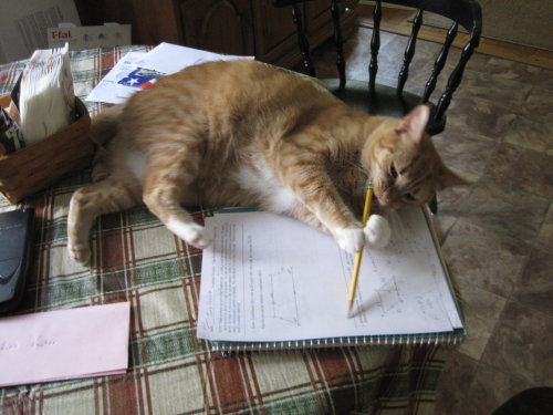 miezekatzen:cat’s homework