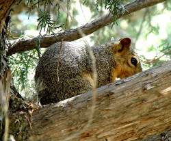 fuckyeahmothernature:  Quiet squirrel (by Frank Lundburg) 