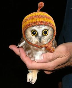 lookatthislittlething:  Owl in a Jayne Hat.