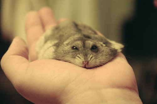 feverishneed:  omg it looks smashed.  It looks adorable.