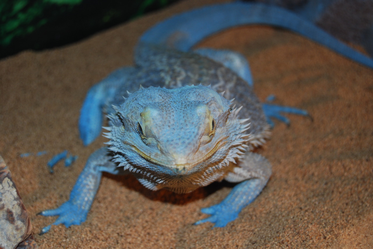 this-is-500daysofrobert-s-blue-bearded-dragon-named-sushi-he-s-very