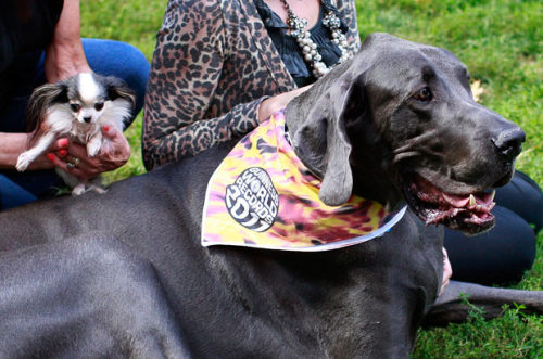 thedailywhat:  Cute Animals Being Cute of the Day: Giant George, the world’s tallest dog, meets Boo Boo, the world’s smallest dog. Their offspring would be remarkably average. [telegraph.]  FFFFFF. SO CUTE.