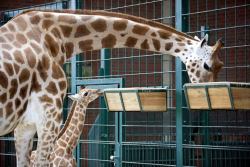 allcreatures:  Ugandan or Rothschild giraffe foal Egon explores its enclosure with mother Jette at the zoo in Berlin. Egon was born on September 8. The population of the endangered Rothschild giraffe is down to 670 Picture: EPA (via Animal pictures of