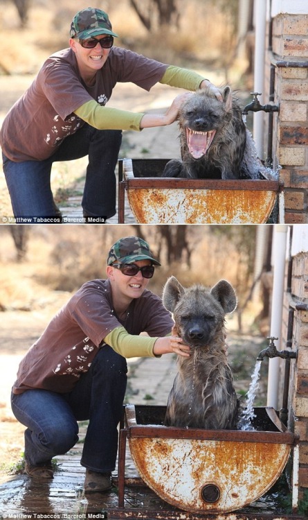 thedailywhat:  LOLhyena of the Day: First I :D, but then I serious’d. [dailymail.]  :D :|