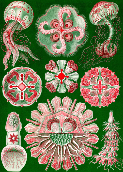 cotonblanc:  kunstformen der natur – discomedusae, ernst haeckel 
