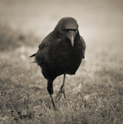 traewolf:  Crow - out looking for food (by