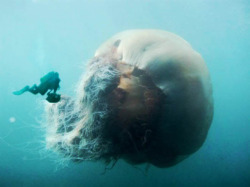  World’s Largest Jellyfish (WFOTD) | Pig