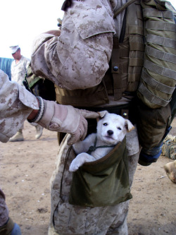  A small puppy wandered up to U.S. Marines from Alpha Company, 1st Battalion 6th Marines, in Marjah, Afghanistan. After following the Marines numerous miles, a soft hearted Marine picked the puppy up and carried the puppy in his drop pouch.  ♥♥