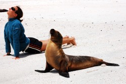 thedailywhat:  Wild Yoga of the Day: National Geographic Expeditions Marketing Manager Sarah Muenzenmayer yoga posing it up with a sea lion on Española Island.  On the last day of our [Galápagos cruise] trip we visited Española Island, which has a
