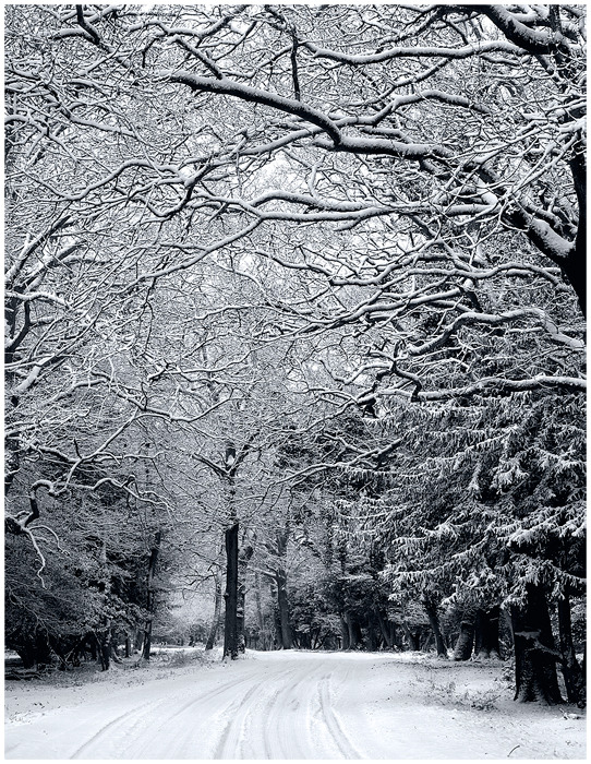 landscapelifescape:  New Forest National Park, Hampshire, UK  Winter Road by Sebastian