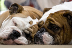 fuckyeahbulldog:  Best Buddies (by eave_ill)