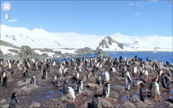 thedailywhat:  This Is All Kinds Of Awesome of the Day: Google Street View arrives in Antarctica. Above: A waddle of Chinstrap penguins spotted on Half Moon Island. [googleblog.]  I WANT TO LIVE ON THIS STREET.