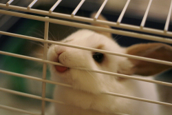 gleekstorm:  acousticsunshine:  fuckyeahreema:  hermoingo-boingo:  BUNNIES HAVE MOUTHS?!  ^  OH MY GOSH, SO CUUUUUUUUUUUUUUUUUUUUUUTE.  Y’know, this was never something I’d ever thought about until my aunt got a Bunny - little Smudge. One day I had