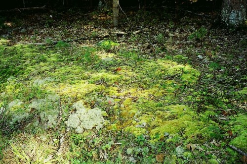 Moss and lichens near the Ashokan Reservoir, Ulster County, New York