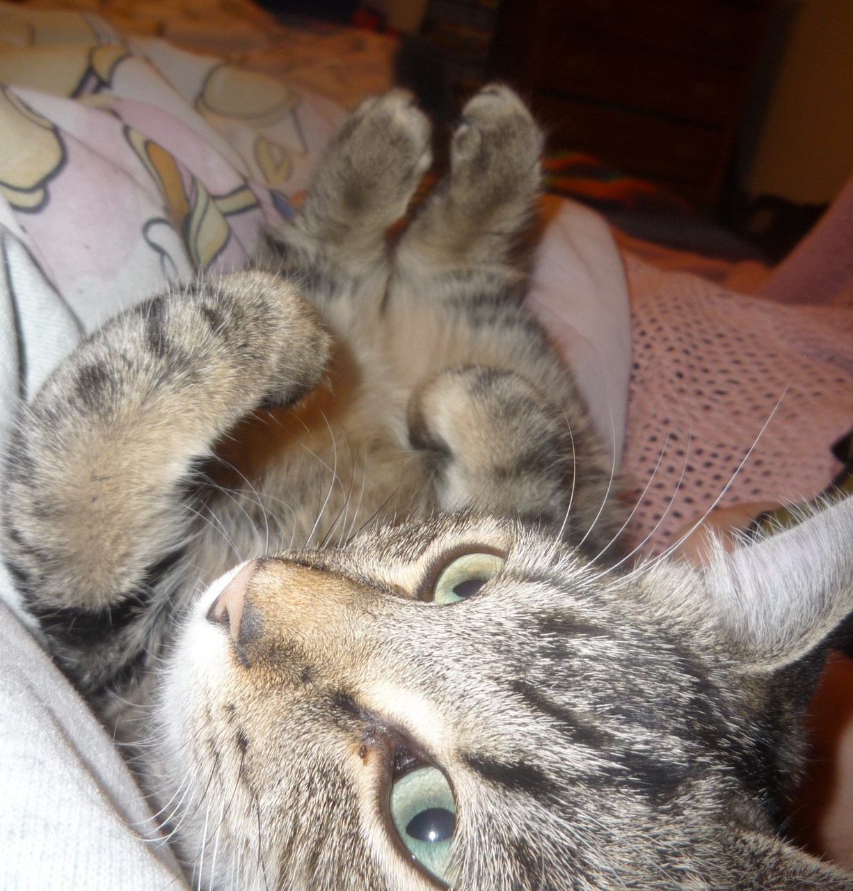 worldsyoungestcatlady:  Nora. 